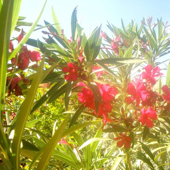 Meet your Posher, Christina - Picture 1 of 8